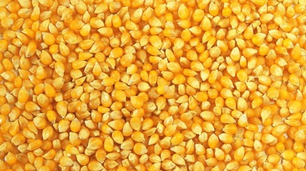 China faz maior compra de milho dos EUA desde janeiro