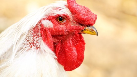 Exportações de carne de frango de SC atingem US$ 786,2 milhões no primeiro quadrimestre