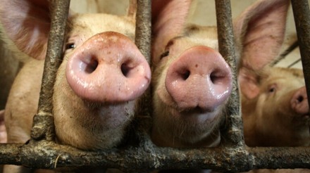 FAO eleva para 3,338 milhões número de suínos descartados devido a PSA