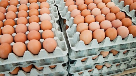 Brasil recusa papel pequeno no mercado de ovos