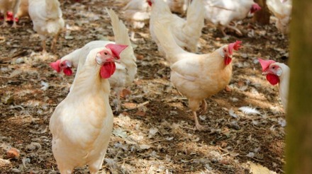 Vendas de ovos de galinhas criadas ao ar livre corre risco no Reino Unido