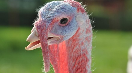Avicultores da Turquia alertam para escassez de Peru no Natal devido à influenza aviária