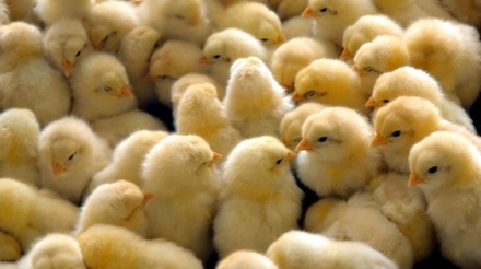 Brasil exportou US$ 178,8 milhões de genética avícola em 2022
