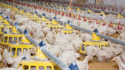 ABPA projeta crescimento na produção e nas exportações de carne de frango para 2022