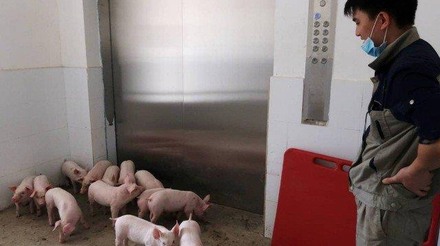 Criação de suínos em "fazendas verticais" é acelerada na China e isso afetará preço da carne no Brasil