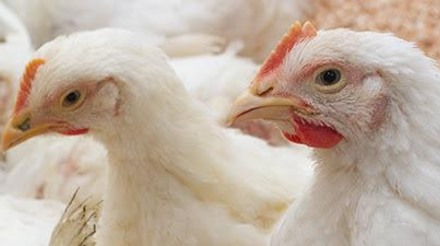 A mais recente epidemia de gripe aviária pode ser a pior de todos os tempos na Europa