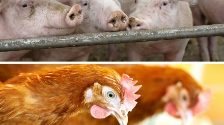 Custos de produção de suínos e de frangos de corte caem pela primeira vez em 2021