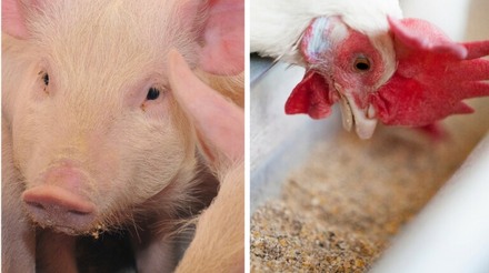 Mais oportunidades de financiamento para redes de suínos e frangos na Argentina