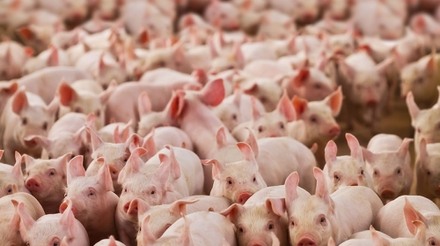 Nova plataforma online avalia políticas de bem-estar animal de empresas de carne suína