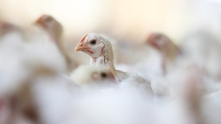 Avicultores dos EUA lutam para manter as aves protegidas da gripe aviária