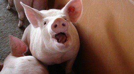 No Reino Unido, 40 mil suínos são abatidos e carne é desperdiçada devido à crise da indústria