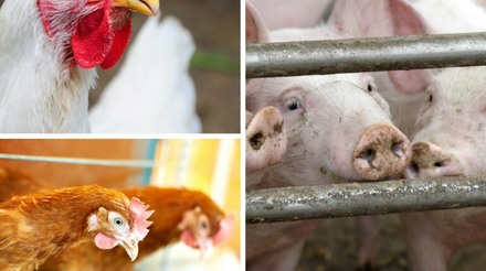 Produção de suínos e frangos deve manter estabilidade no mercado interno de carnes