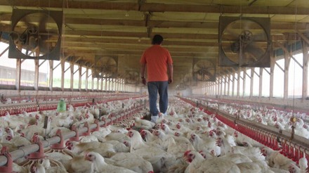 Brasil pede à Índia corte de taxas de importação sobre o frango