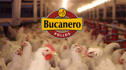 Com aquisição da Pollos El Bucanero, Cargill comemora aumento de 14% do lucro