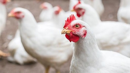 Influenza aviária: a situação na França