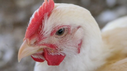 No México, Ministério da Economia prepara cota para importação de 30 mil toneladas de frango