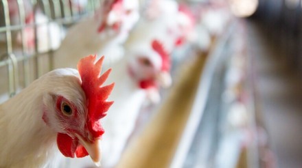 Pensando em bem-estar animal, aviários dos EUA querem galinhas menores