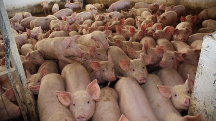 Produção de suínos cresceu 8,5% na Argentina