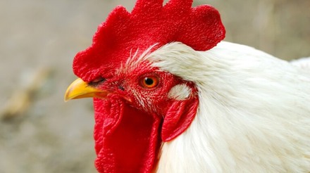 Paraná intensifica medidas contra gripe aviária em granjas comerciais