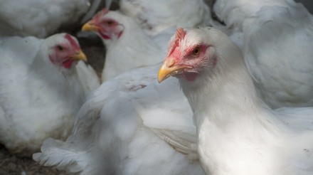 Reino Unido reduz a zero tarifas de alimentos importados da Ucrânia, incluindo aves