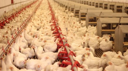 Abate de frangos atinge 1,42 bilhão de cabeças no 2º tri