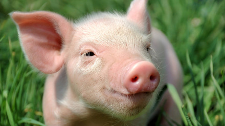 Embrapa: custos de produção de suínos e frangos de corte caem em fevereiro