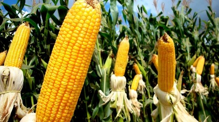 Preços do milho registram aumento em setembro impulsionados por exportações