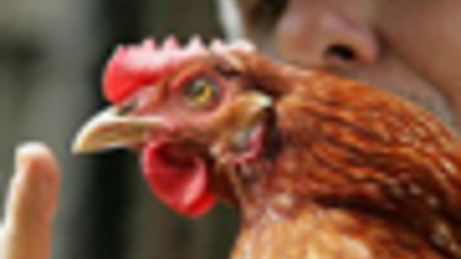 Influenza aviária na Holanda