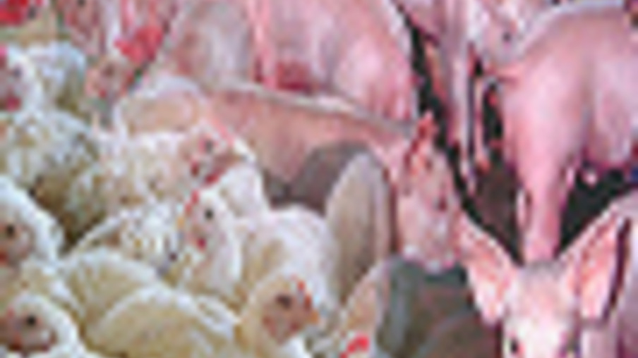 Suíno e frango registram queda em São Paulo