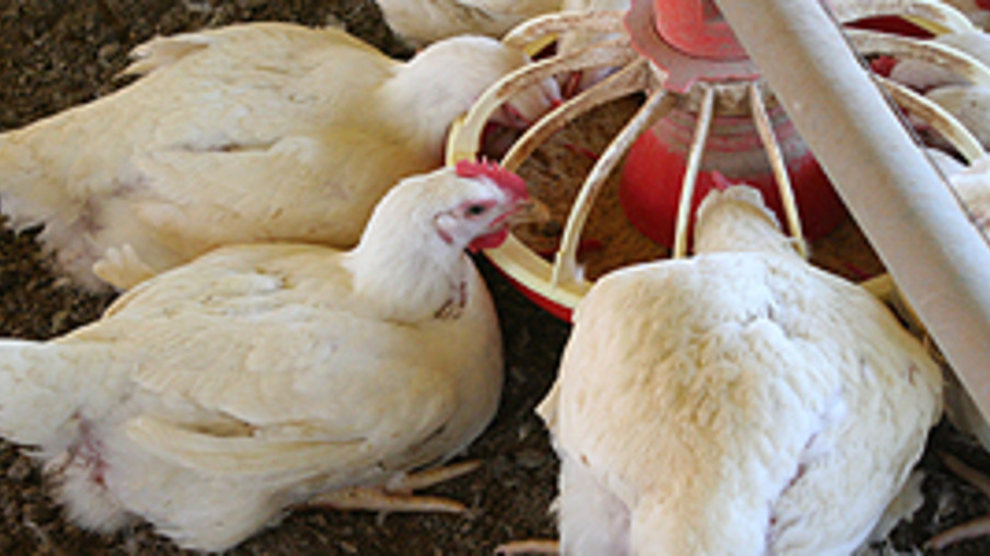 Falta de ração emagrece frangos e estrangula produção da região Sul