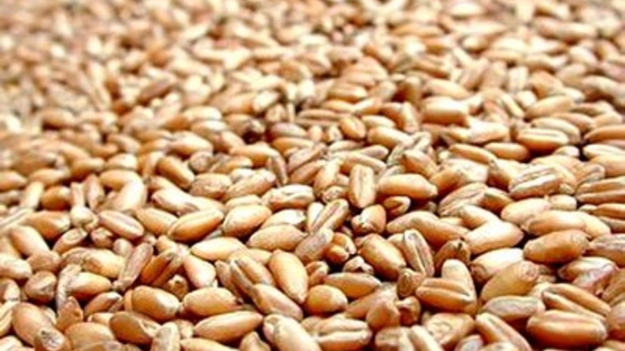 Má qualidade do trigo preocupa mercado no Paraná