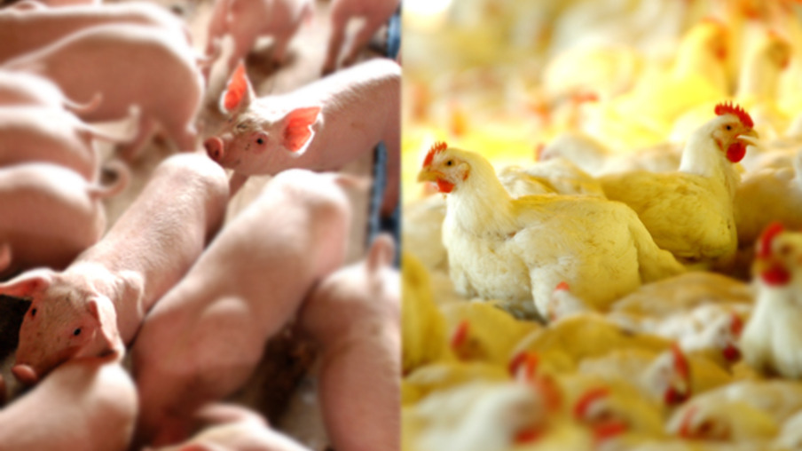 Exportações de carne de frango e suína crescem em abril