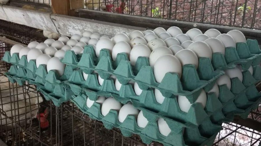 Exportações de ovos têm receita recorde em Abril