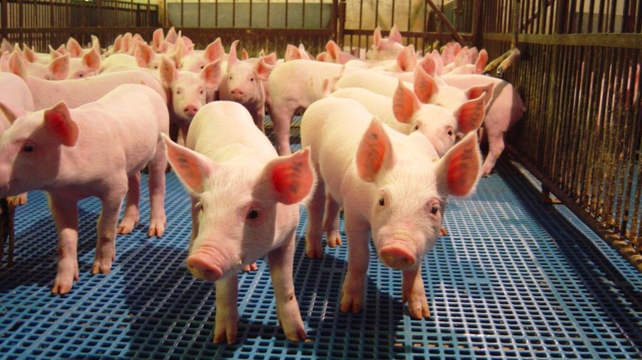 Custos de produção de suínos registram aumento de 7,28% em março