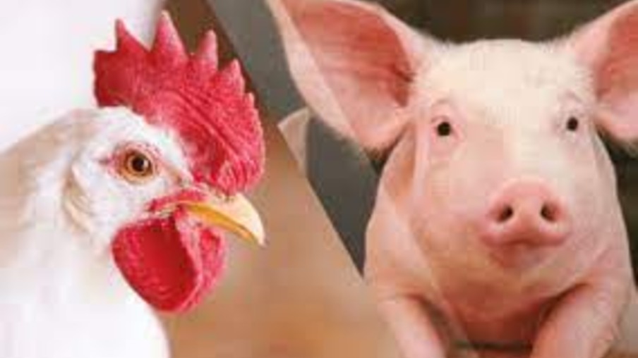 Custos de produção de suínos e frangos de corte registram queda em abril