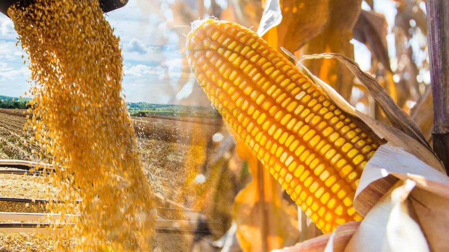 Deral aumenta projeção de colheita de milho de inverno e de trigo para 2022/23