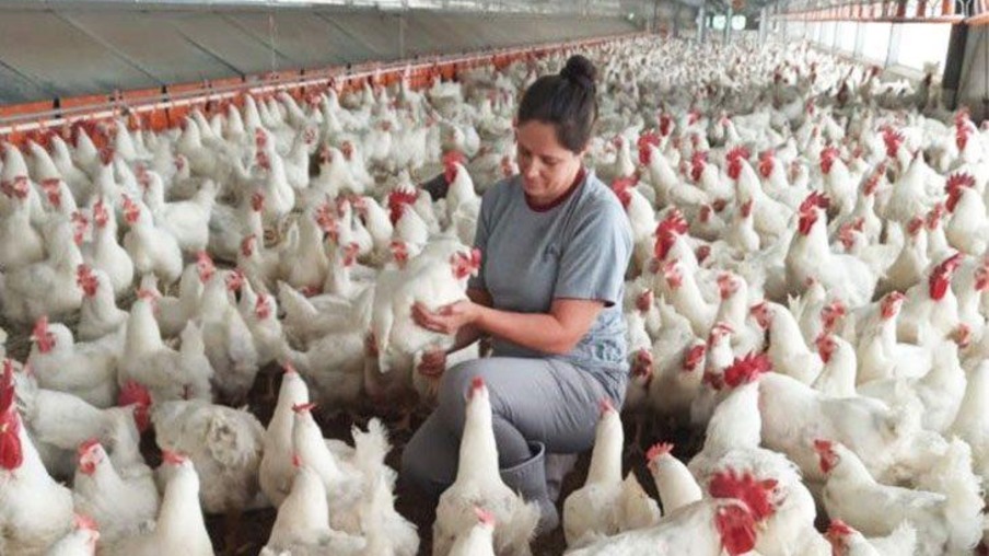 Avicultores da Bolívia pedem ao Governo que importe milho para garantir o abastecimento de carne de frango