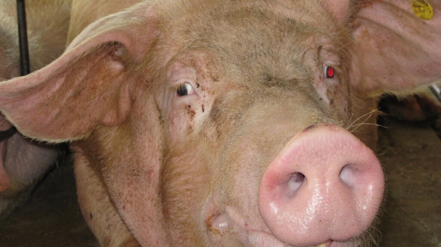 Peru proíbe a importação de suínos de países afetados pela PSA