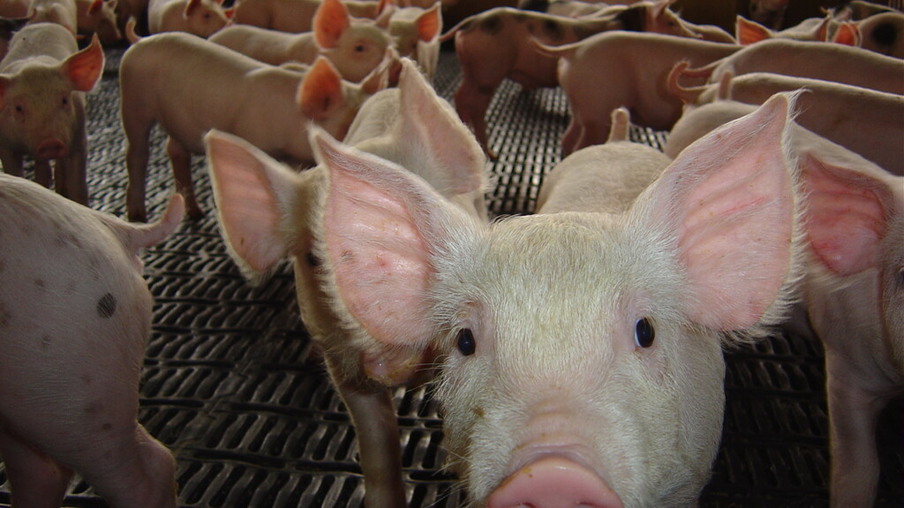 Produtores de carne suína dos EUA podem reduzir seus rebanhos