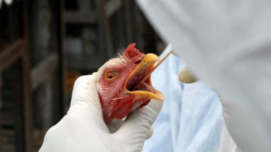 Santa Catarina registra caso de gripe aviária em criação de fundo de quintal