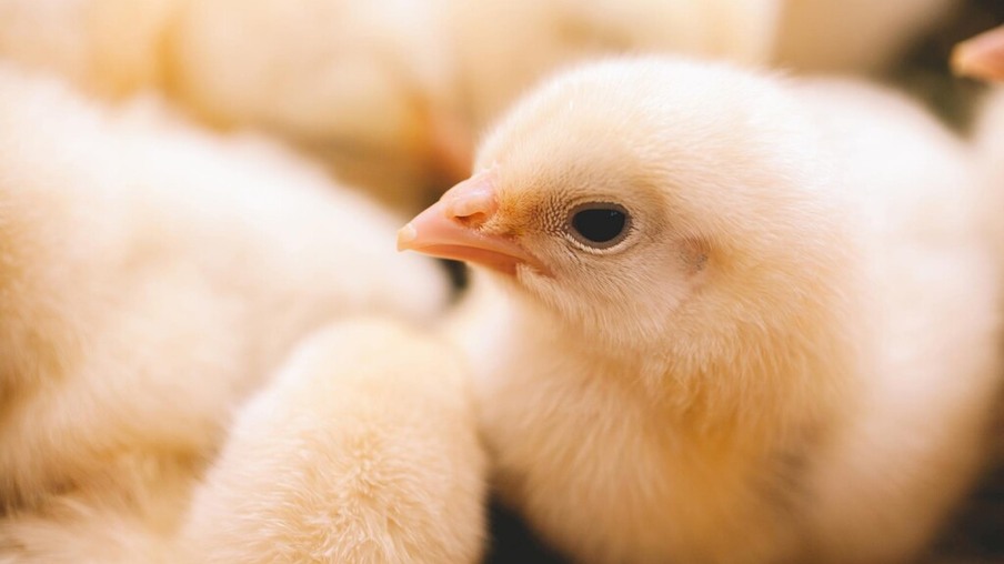 Exportações de material genético de aves registra aumento de 91,8%