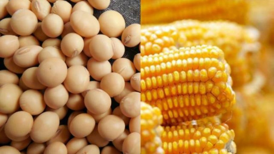 Colheita de milho nos EUA alcança 74%, diz USDA; a de soja atinge 79%