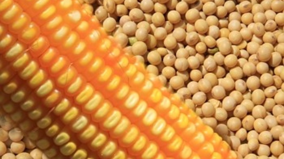 Preços da soja e do milho no Brasil registram queda, aponta relatório do Rabobank
