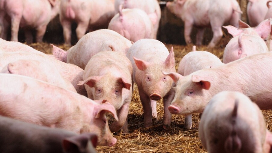 Mercado de suínos: preços disparam ainda mais - por Jim Long