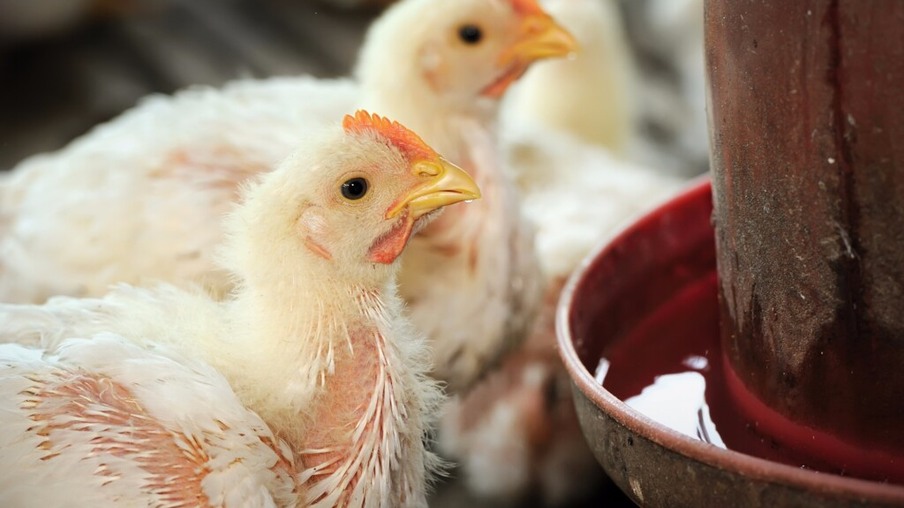 Consumo interno e tecnificação alavancam produção de aves e ovos em MS