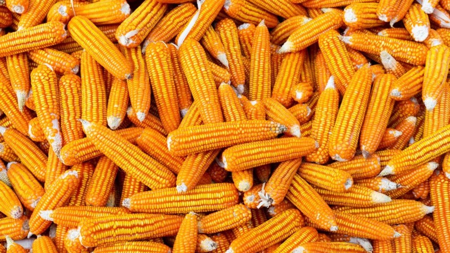 Brasil deve liderar exportação de milho em 2022/23, ultrapassando EUA