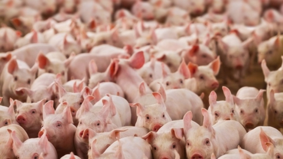 Crise da COVID e excesso de oferta estão derrubando os preços dos suínos
