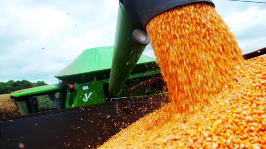 Colheita de milho inicia em Mato Grosso com preços em baixa