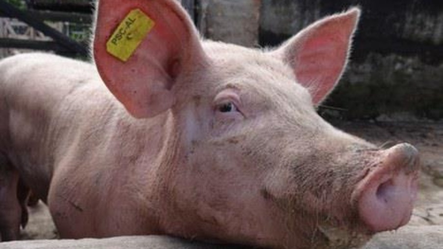 Aumento dos preços do suíno vivo melhora as margens de produção