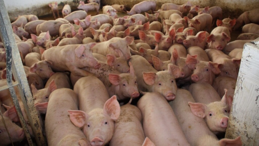 Importações de carne suína do Brasil pelo México aumentam
